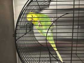 Found Budgerigar