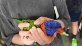 Found Lory / Lorikeet