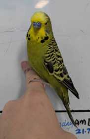 Found Budgerigar