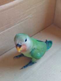 Found Lovebird