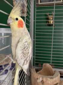 Found Cockatiel