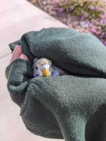 Found Parakeet