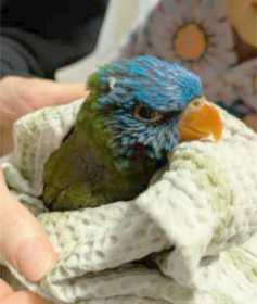 Found Lory / Lorikeet