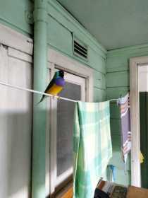 Found Finch