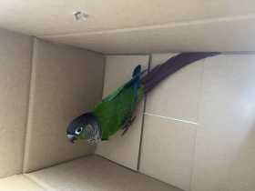 Found Conure