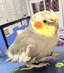 Found Cockatiel