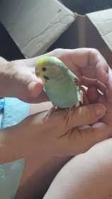 Found Budgerigar