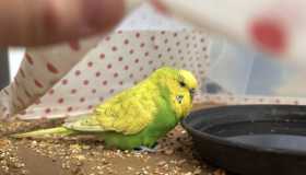 Found Budgerigar