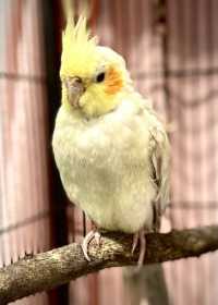 Found Cockatiel