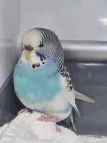 Found Budgerigar