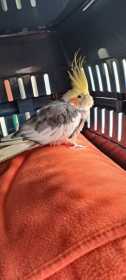 Found Cockatiel