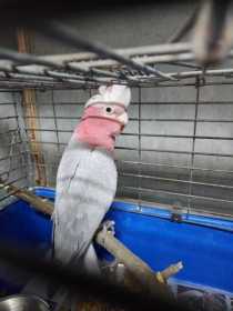 Found Galah Cockatoo