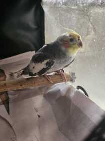 Found Cockatiel