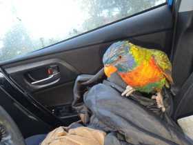 Found Lory / Lorikeet