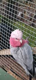 Found Galah Cockatoo