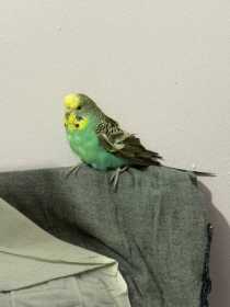 Found Budgerigar