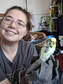 Found Budgerigar
