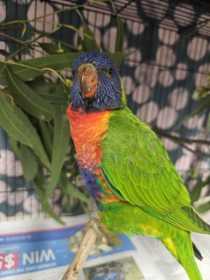 Found Lory / Lorikeet