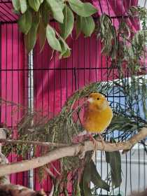 Found Canary