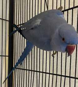 Found Indian Ringneck Parakeet