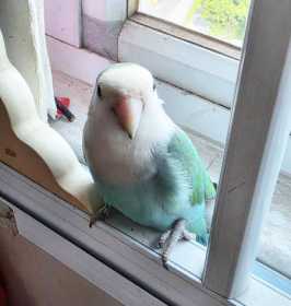 Found Lovebird