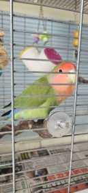 Found Lovebird