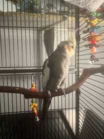 Found Cockatiel