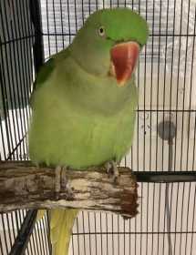 Found Alexandrine