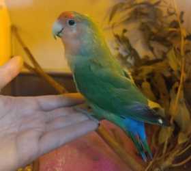 Found Lovebird