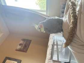 Found Cockatiel