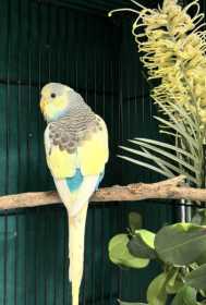 Found Budgerigar