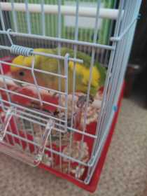 Found Lovebird