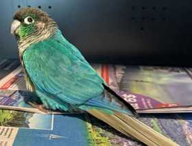 Found Conure