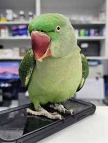 Found Alexandrine