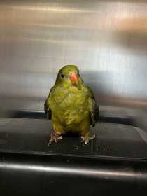 Found Regent / Rock Pebbler
