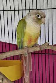 Found Conure