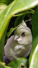 Found Corella Cockatoo