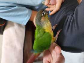 Found Conure