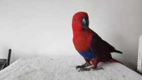 Found Eclectus
