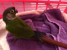 Found Conure