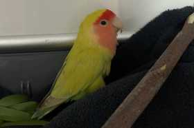 Found Lovebird