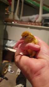 Found Canary
