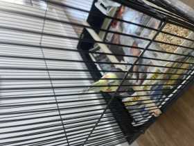 Found Cockatiel