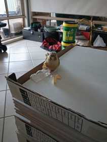 Found Conure