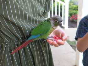 Found Conure