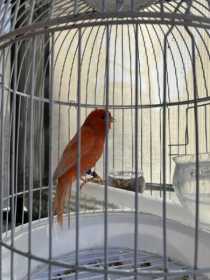 Found Canary