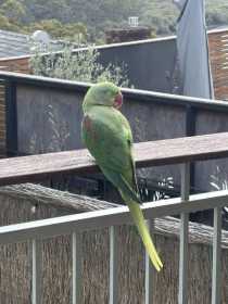 Found Alexandrine