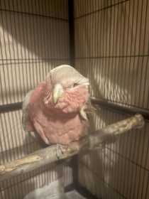 Found Galah Cockatoo