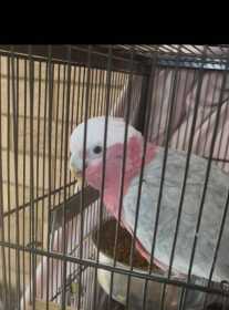 Found Galah Cockatoo