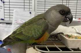 Found Senegal